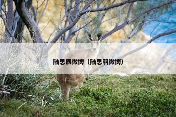 陆思辰微博（陆思羽微博）