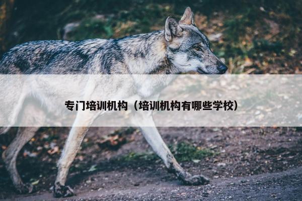 专门培训机构（培训机构有哪些学校）