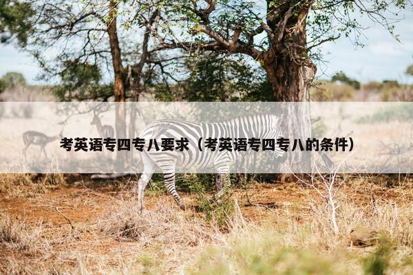 考英语专四专八要求（考英语专四专八的条件）